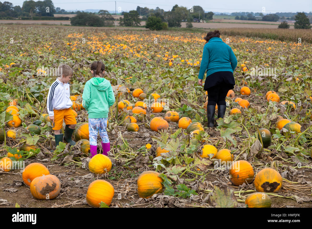 Champ de citrouille : Choisissez votre propre citrouille soulève des fonds pour des organismes de bienfaisance chaque année en octobre et est basée à Stanhope près de Ashford, Kent. Banque D'Images