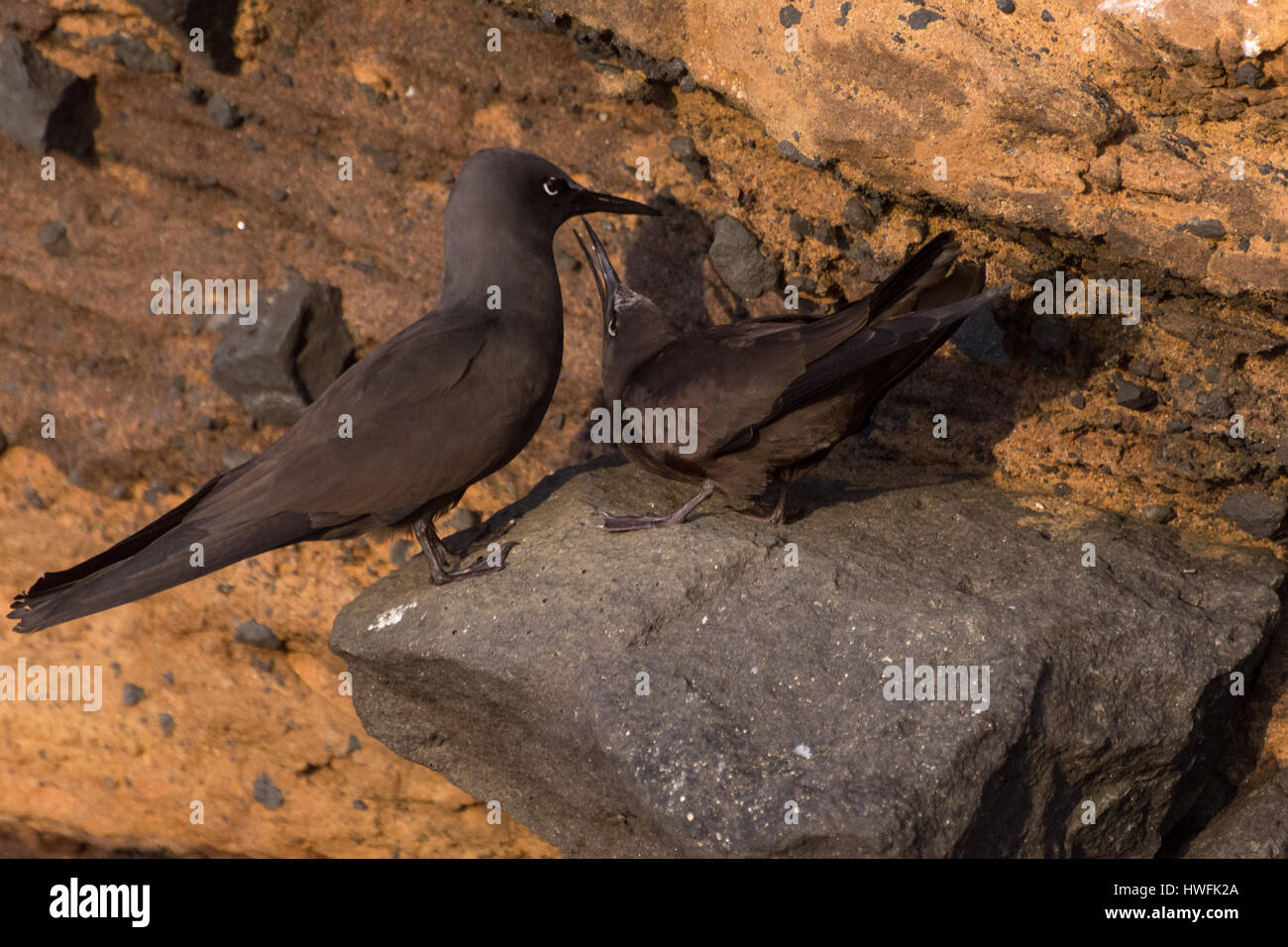 Une paire de Sternes noddi brun (Anous stolidus) debout sur le rivage rocailleux dans les îles Galapagos. Banque D'Images