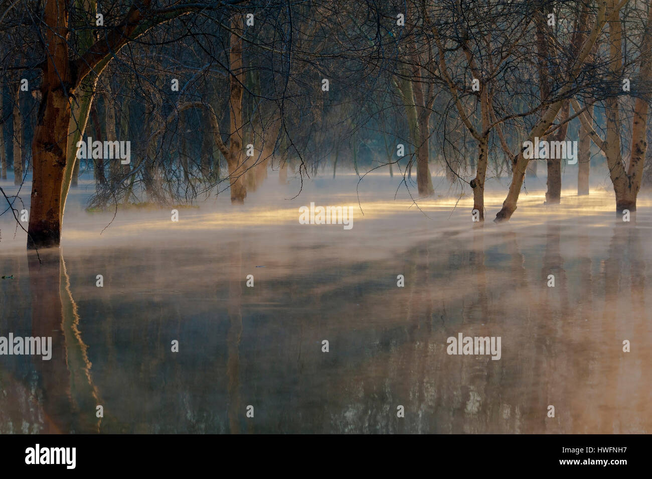 La fièvre jaune (arbres immergés aboyé acasia) au lac Naivasha, Kenya, juillet 2013. Banque D'Images