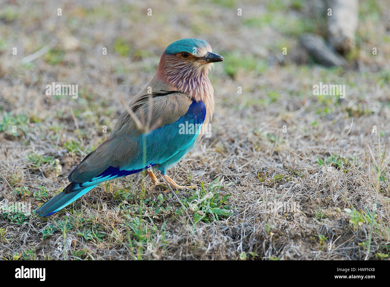 Rouleau indien, Coraciac benghalensis, Kanha National Park, de l'Inde. Banque D'Images