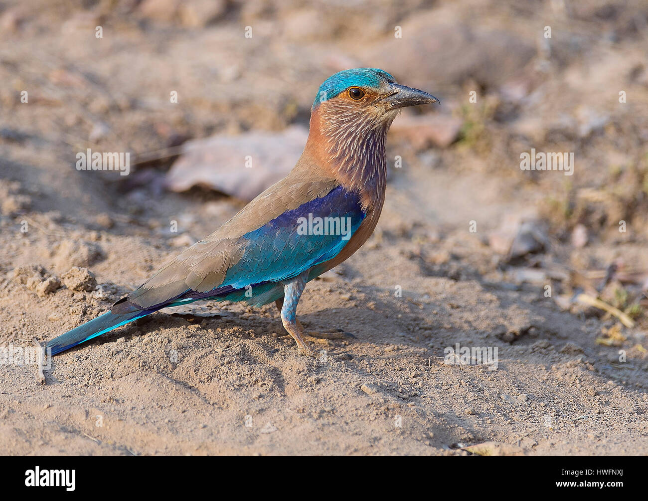 Rouleau (Coracias benghalensis indien) de Bandhavgarh National Park, Inde. Banque D'Images