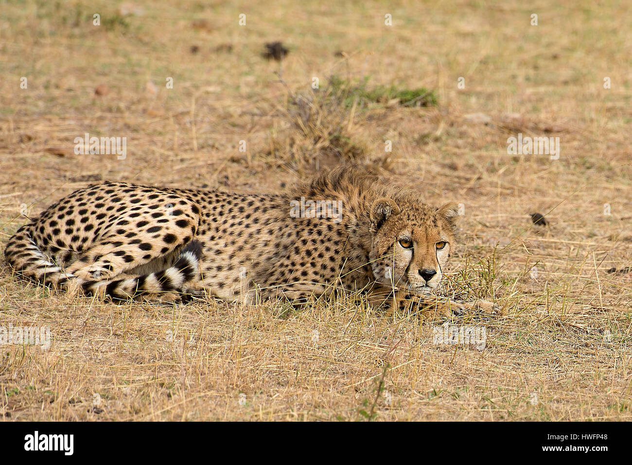 Un guépard montres explorer un appareil photo utilisé par la télévision chinoise CCTV en compagnie de Maasai Mara, Kenya dans l'été de 2013. Banque D'Images