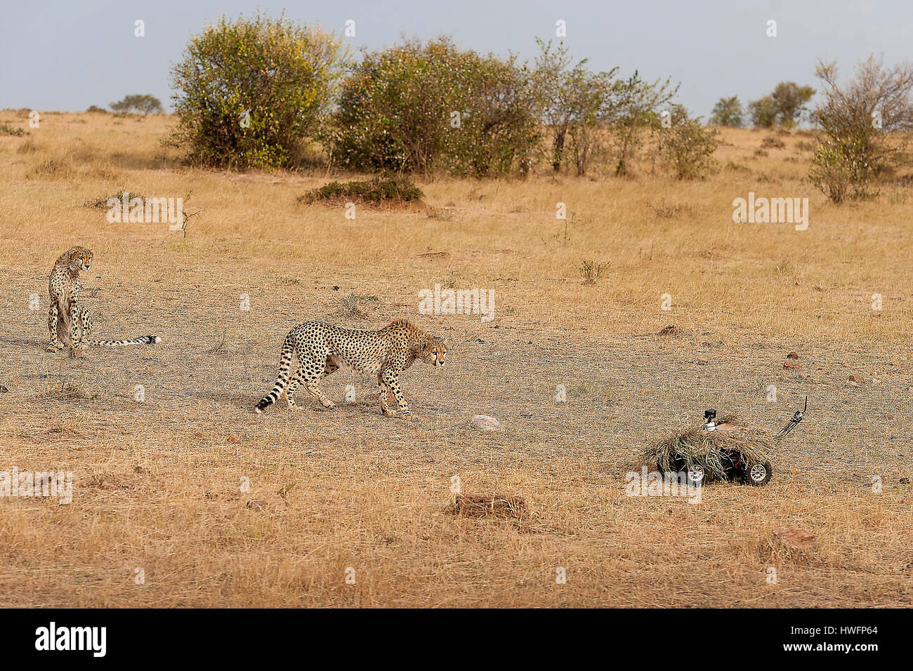 Deux guépards explorer un appareil photo utilisé par la télévision chinoise CCTV en compagnie de Maasai Mara, Kenya dans l'été de 2013. Banque D'Images