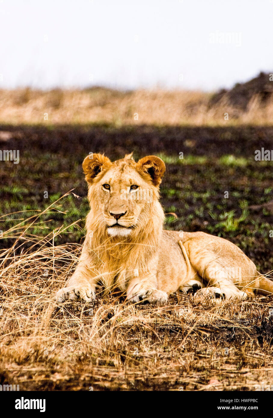 Male lion (Panthera leo), Maasai Mara au Kenya, Banque D'Images
