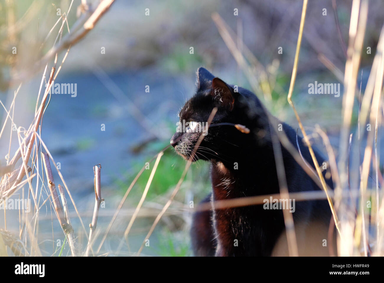 Herefordshire, UK. Mars, 2017. Oscar le chat noir jouit de la lumière du jour soirée supplémentaire pour rôder dans les champs maintenant que le printemps a jailli l'astronomie Banque D'Images