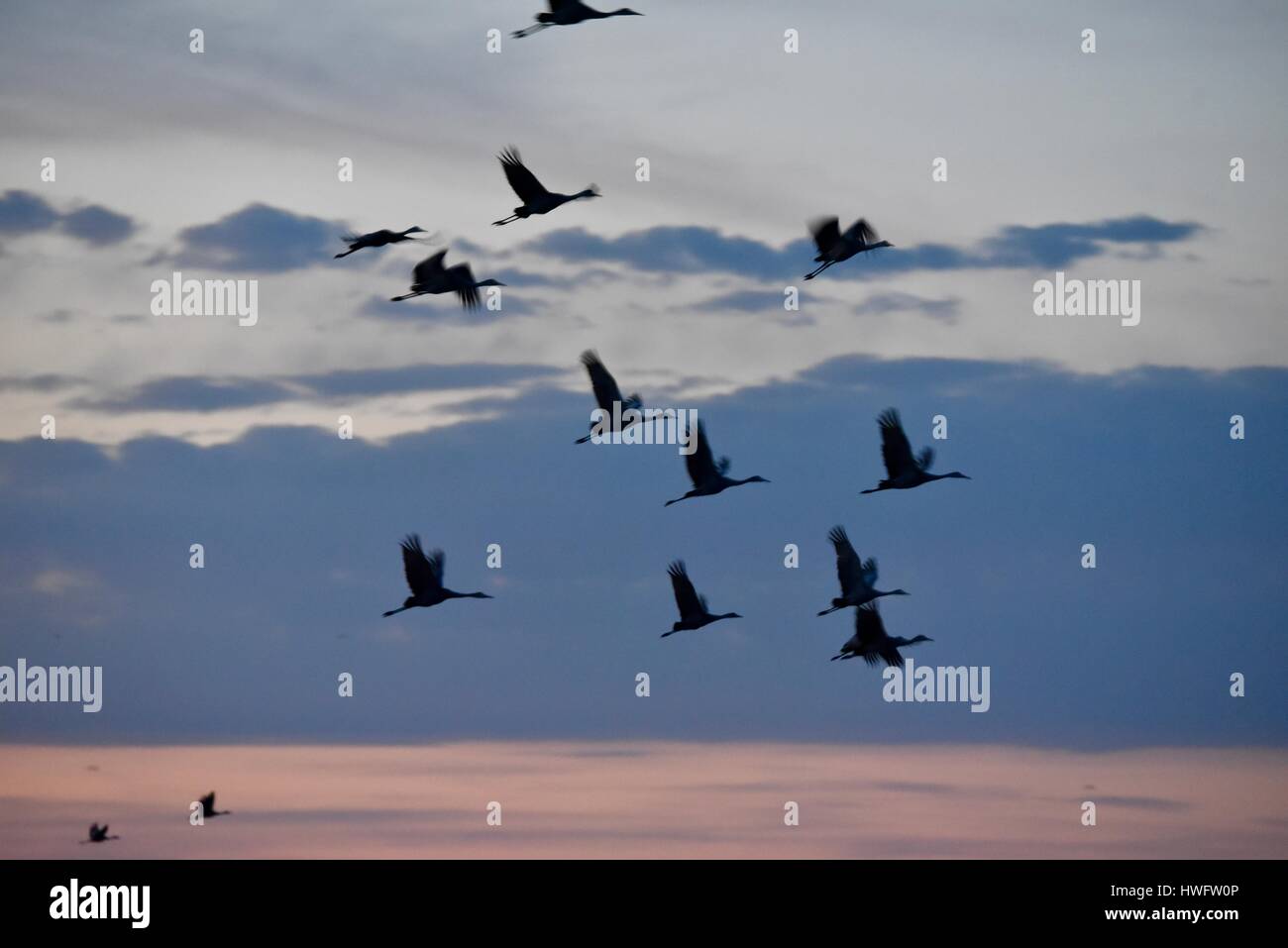 Wood River, Nebraska, USA, le 20 mars, 2017. Parmi les grandes migrations animales, les Grues du Canada de venir à se percher pour la nuit à une propriété gérée par la grue Trust, Wood River, Nebraska. La migration de printemps des grues du Canada de la population dans le centre du Nebraska Flyway est estimé à 650 000. Plus de 80 pour cent de la population de Grues du Canada convergeront vers la vallée de la rivière Platte, Nebraska, un morceau de l'habitat menacé en Amérique du Nord's Central Flyway. Crédit : John D. Ivanko/Alamy Live News Banque D'Images