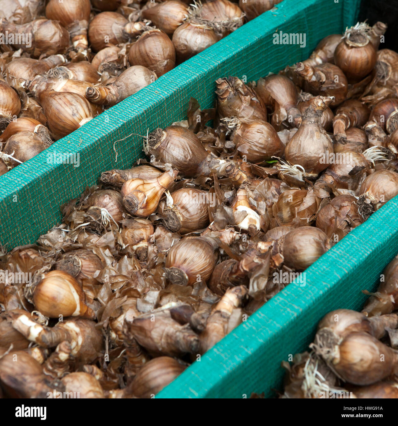 Des centaines de variétés de bulbes en vente lors du marché aux fleurs d'Amsterdam. Banque D'Images