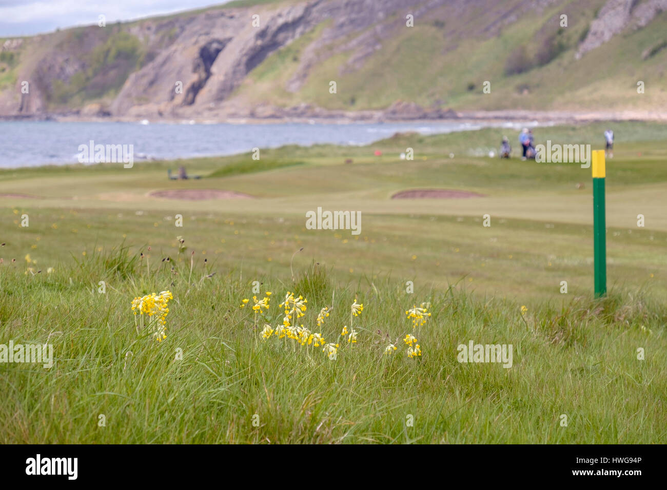 (Primula veris Cowslips) poussant dans l'herbe rugueuse sur Earlsferry Links golf course en été. Elie et de Earlsferry, East Neuk de Fife, Fife, Scotland, UK, Banque D'Images