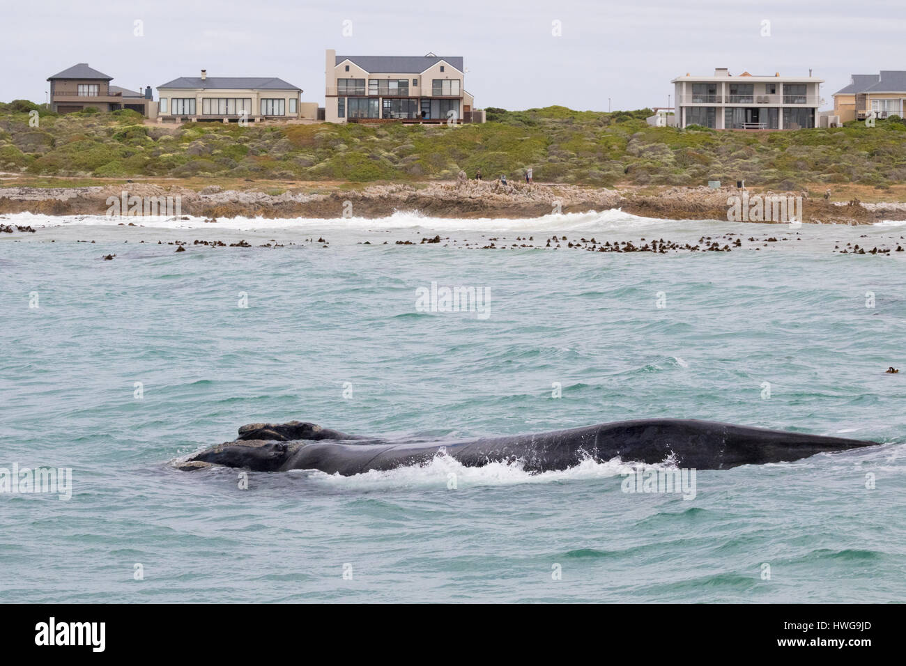 Afrique du Sud - Hermanus baleine australe et de veau ; l'observation des baleines au large de la côte d'Hermanus, Afrique du Sud Banque D'Images