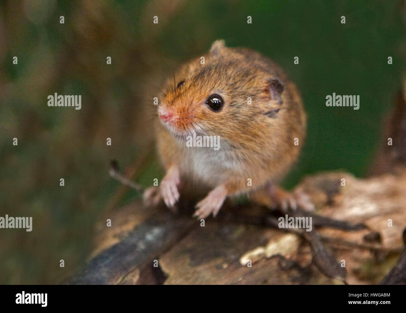 Micromys minutus (souris) Banque D'Images