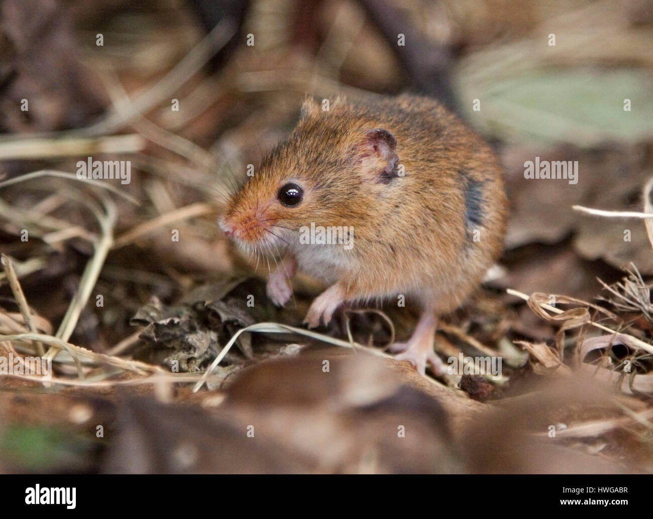 Micromys minutus (souris) Banque D'Images