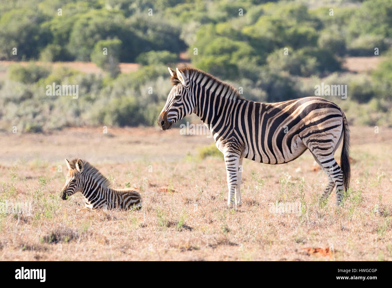 Zebra adulte et poulain,mère et bébé, Equus quagga, Afrique du Sud Banque D'Images
