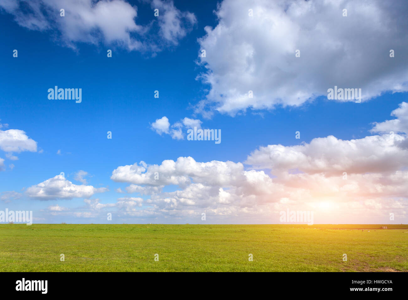 Beau paysage avec champ d'herbe verte et ciel bleu avec des nuages au coucher du soleil au printemps. La nature de fond coloré. L'agriculture. Pré Vert Banque D'Images