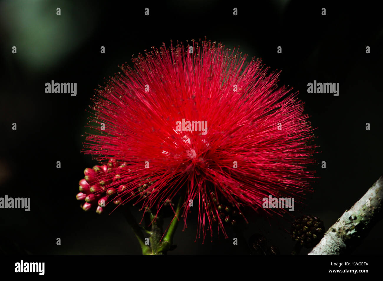 La fée rouge unique duster (Calliandra dysantha) photographiée au Cerrado, un vaste écorégion savane tropicale du Brésil. Banque D'Images