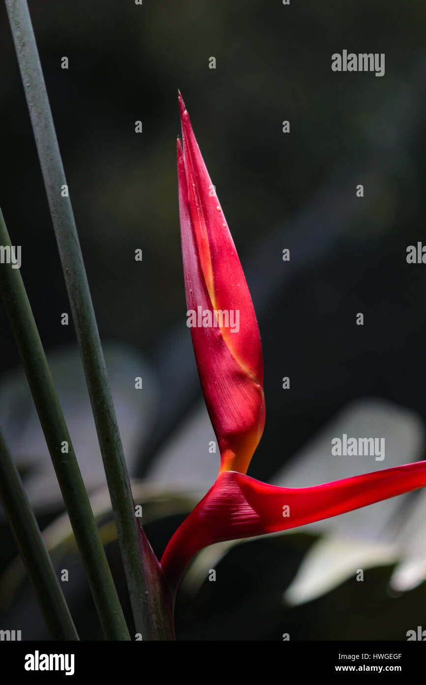 Heliconia Rouge Détails sur un arrière-plan flou vert. Parrot's Beak, Perruche fleur ou faux bird-of-paradise. Banque D'Images