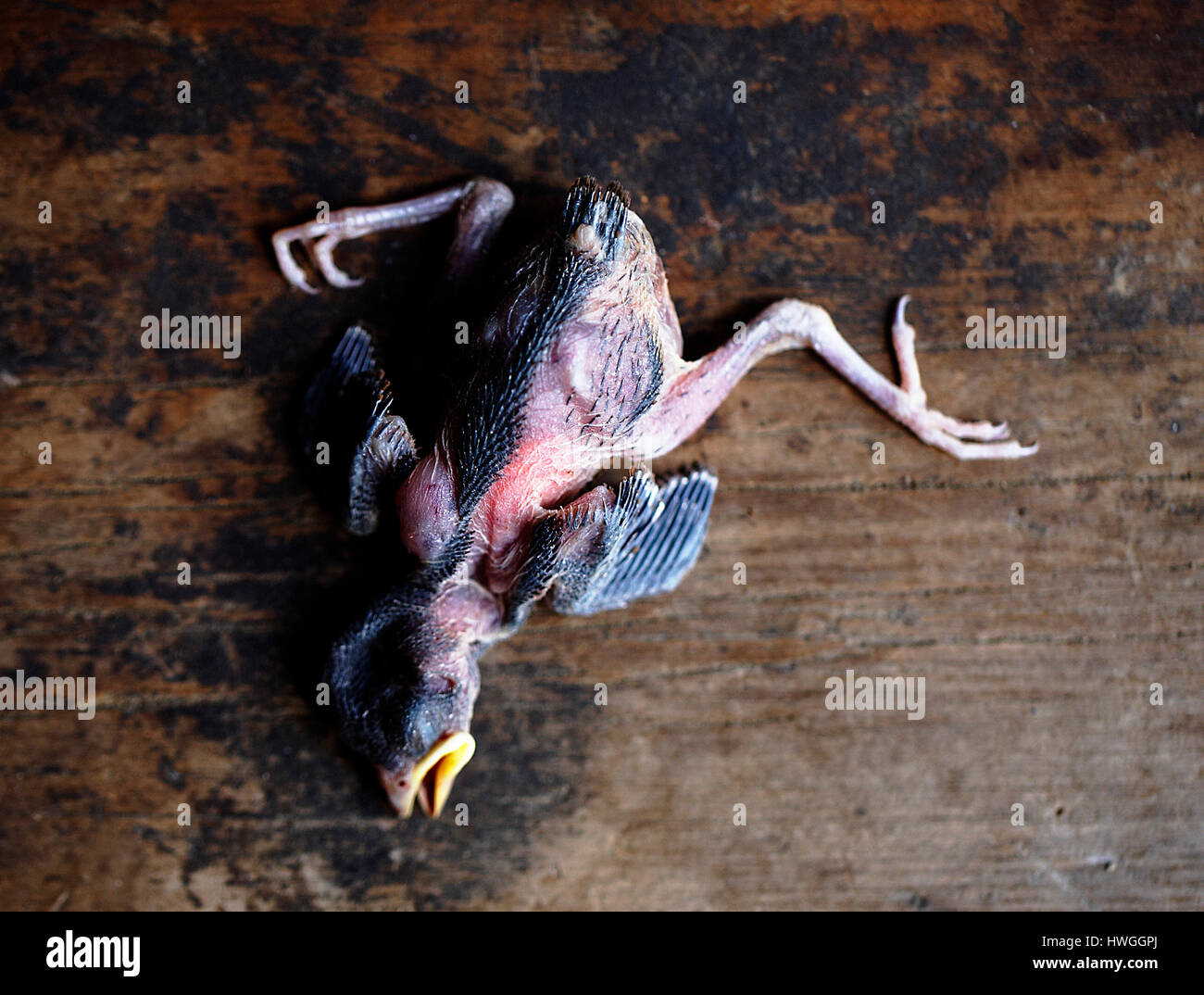 Chick Dead Death Banque D Image Et Photos Alamy