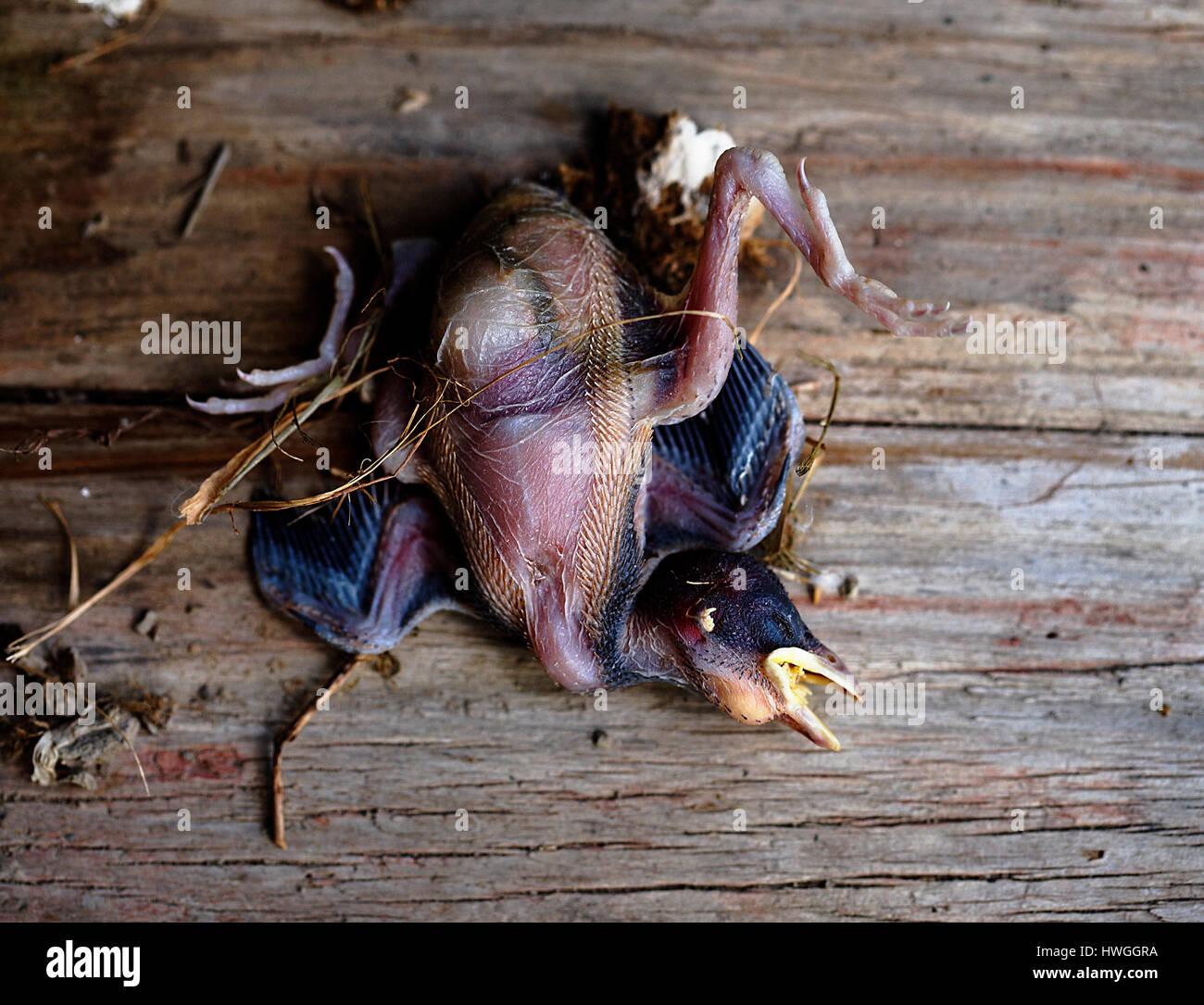 Chick Dead Death Banque D Image Et Photos Alamy