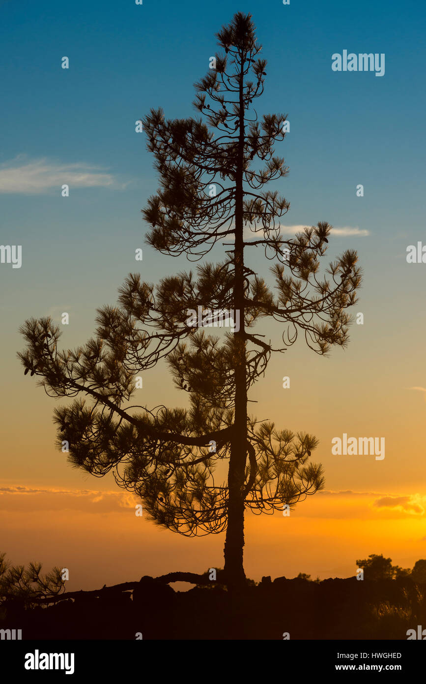 Île des Canaries pin (Pinus canariensis) au coucher du soleil, le Parc National du Teide, Canaries, Tenerife, Espagne Banque D'Images