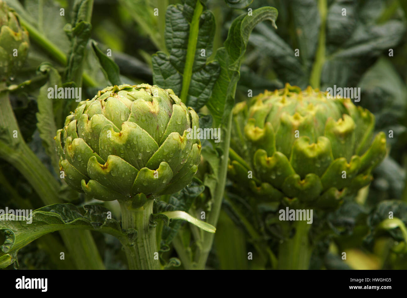 De plus en plus d'artichauts vert luisant dans légumes patch Cynara cardunculus Banque D'Images