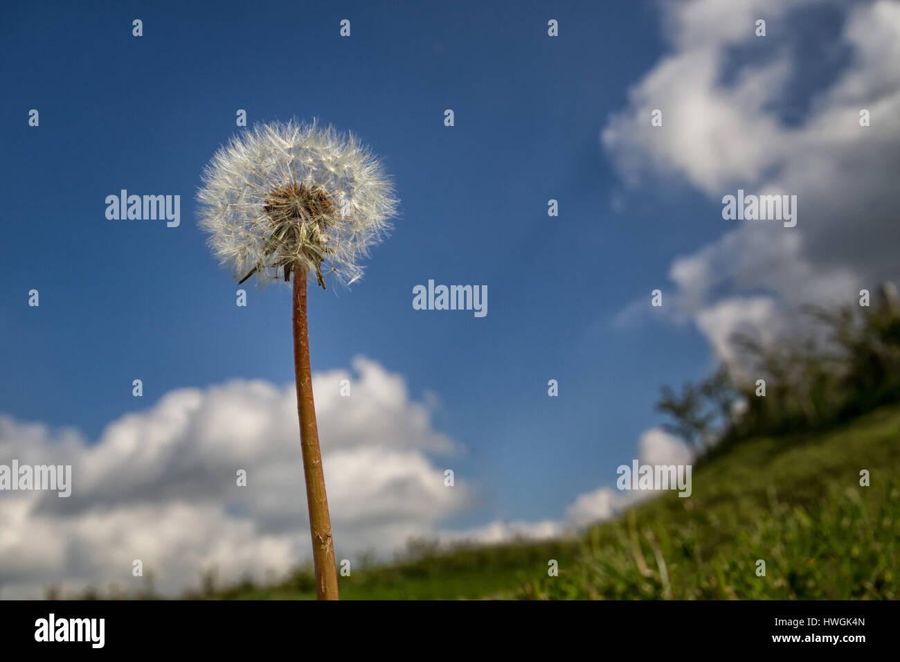 Dandelion clock de un angle bas jusqu'à la set against a blue sky Banque D'Images