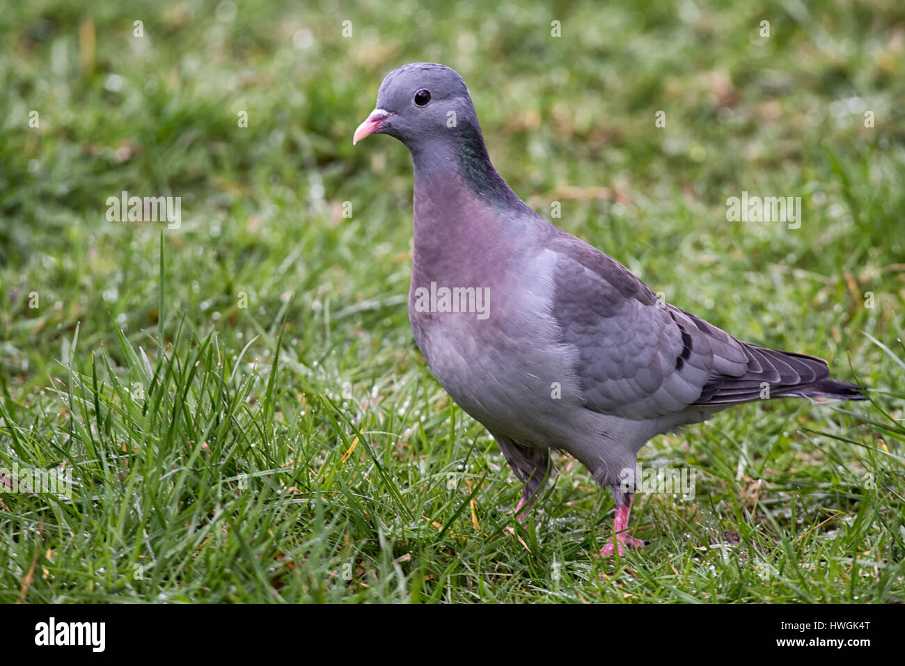 Image d'un pigeon colombin debout sur l'herbe dans trois quart profile Banque D'Images