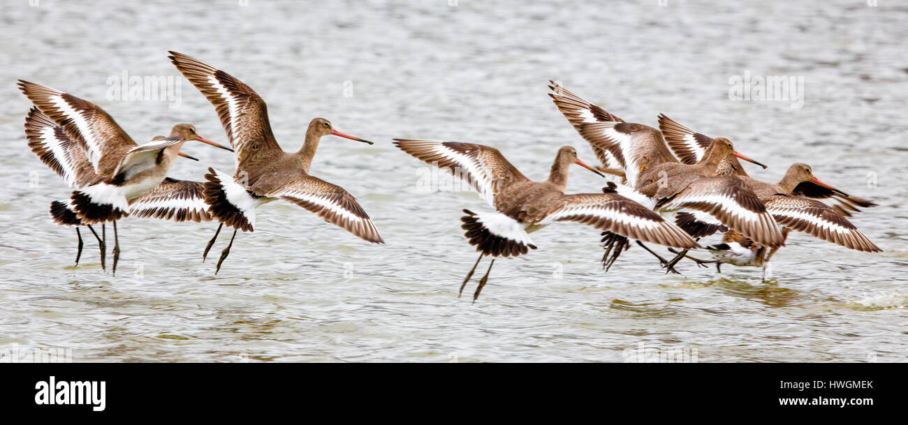 Barge à queue noire Limosa limosa pour nourrir à une lagune d'eau douce peu profonde sur l'estuaire de la Severn dans le Gloucestershire UK Banque D'Images