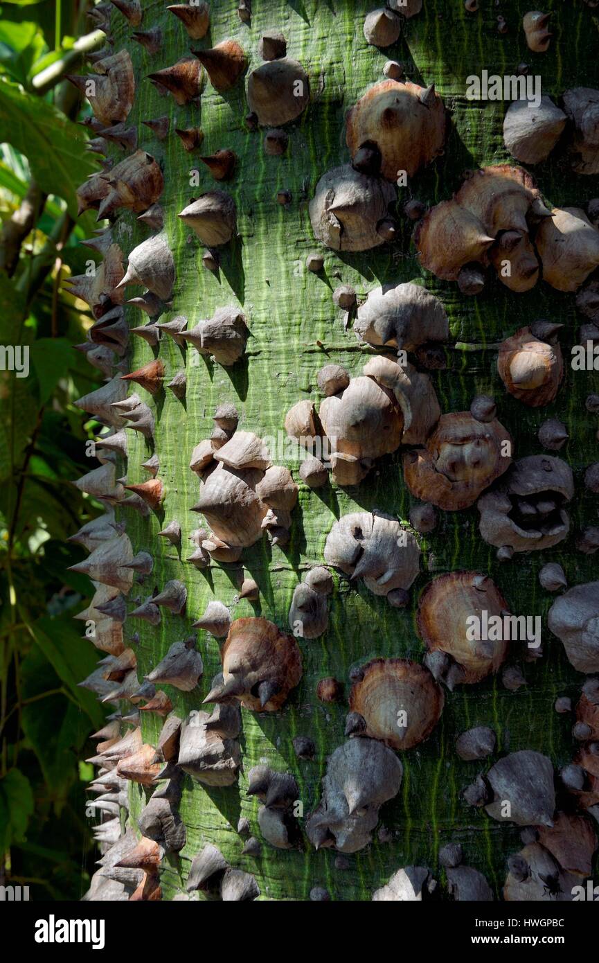 France, Alpes Maritimes, Menton, Val Rahmeh, jardin botanique kapokier (Ceiba pentandra) trunk Banque D'Images