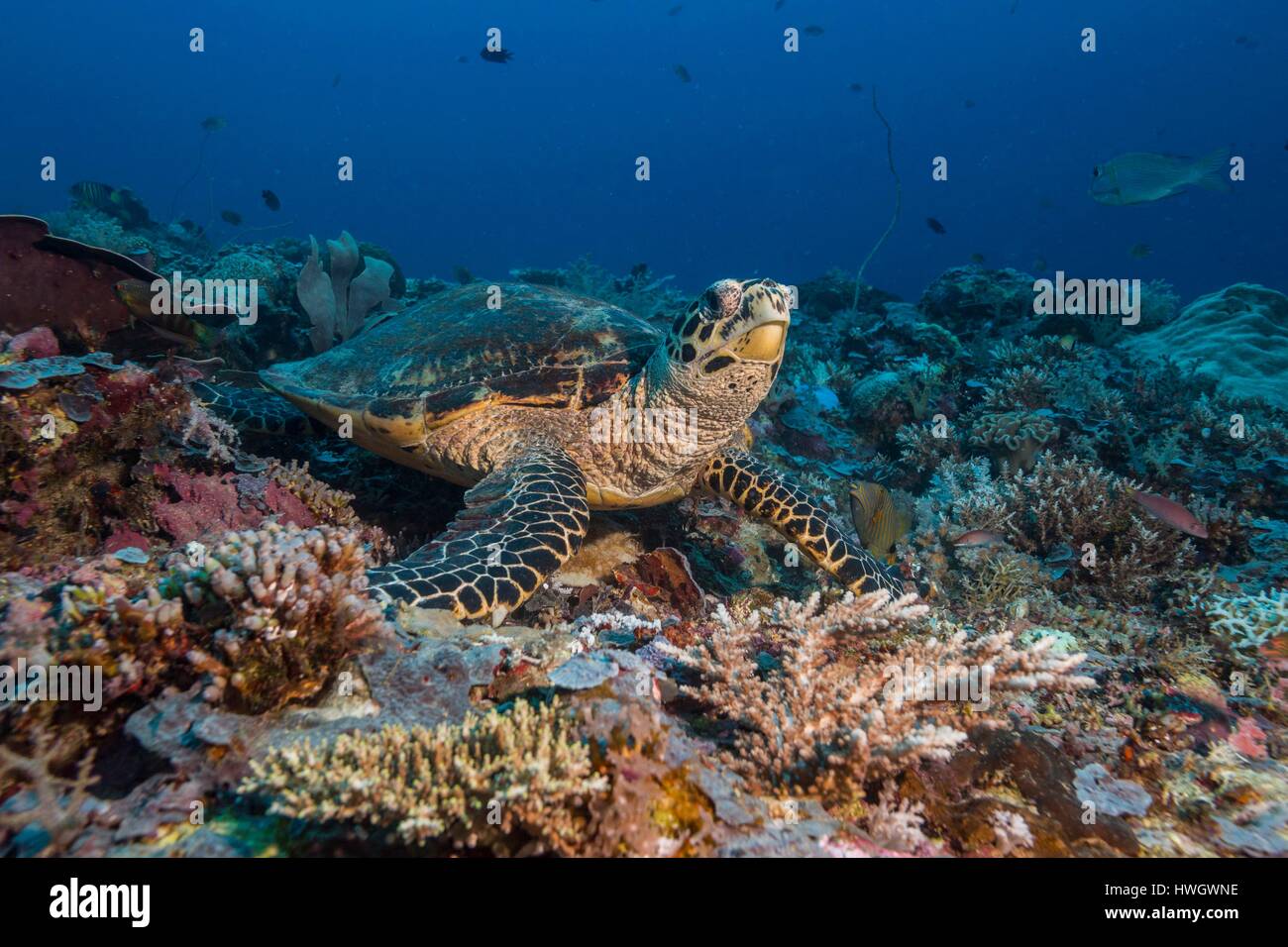 Philippines, Mindoro, Apo Reef Parc Naturel, une tortue imbriquée (Eretmochelys imbricata) Banque D'Images