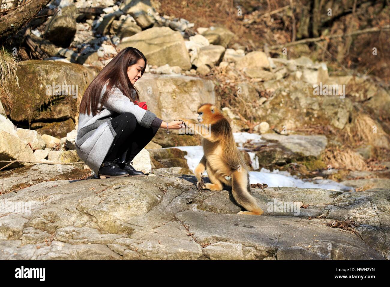 Chine, province du Shaanxi, montagnes Qinling, Golden snub-nosed Rhinopithecus roxellana (singe) et le tourisme Banque D'Images