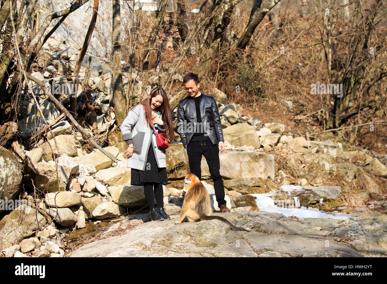 Chine, province du Shaanxi, montagnes Qinling, Golden snub-nosed Rhinopithecus roxellana (singe) et le tourisme Banque D'Images