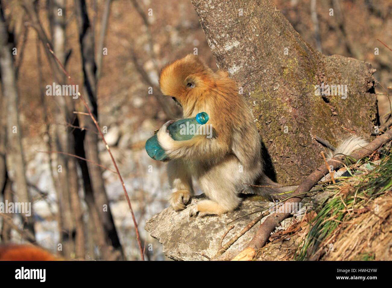 Chine, province du Shaanxi, montagnes Qinling, Golden snub-nosed (Rhinopithecus roxellana singe) Banque D'Images