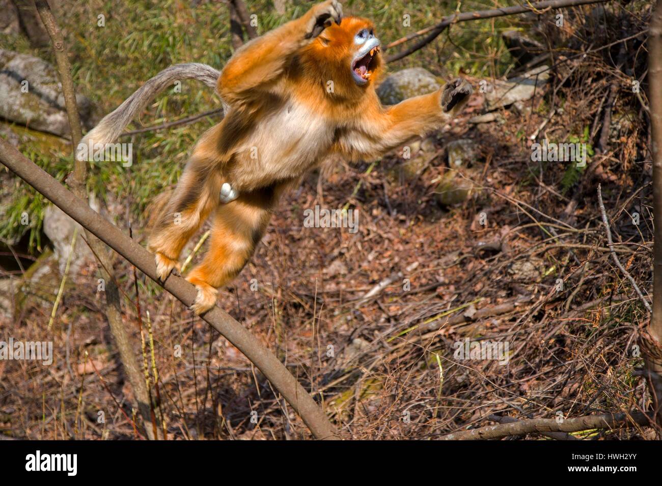 Chine, province du Shaanxi, montagnes Qinling, Golden snub-nosed (Rhinopithecus roxellana singe) Banque D'Images