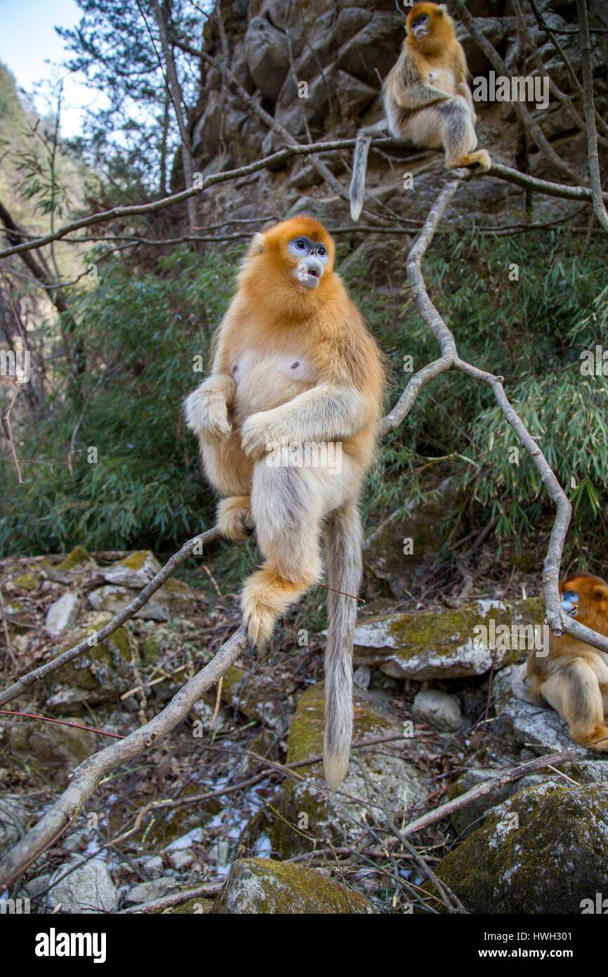 Chine, province du Shaanxi, montagnes Qinling, Golden snub-nosed Rhinopithecus roxellana (singe), près d'une rivière Banque D'Images
