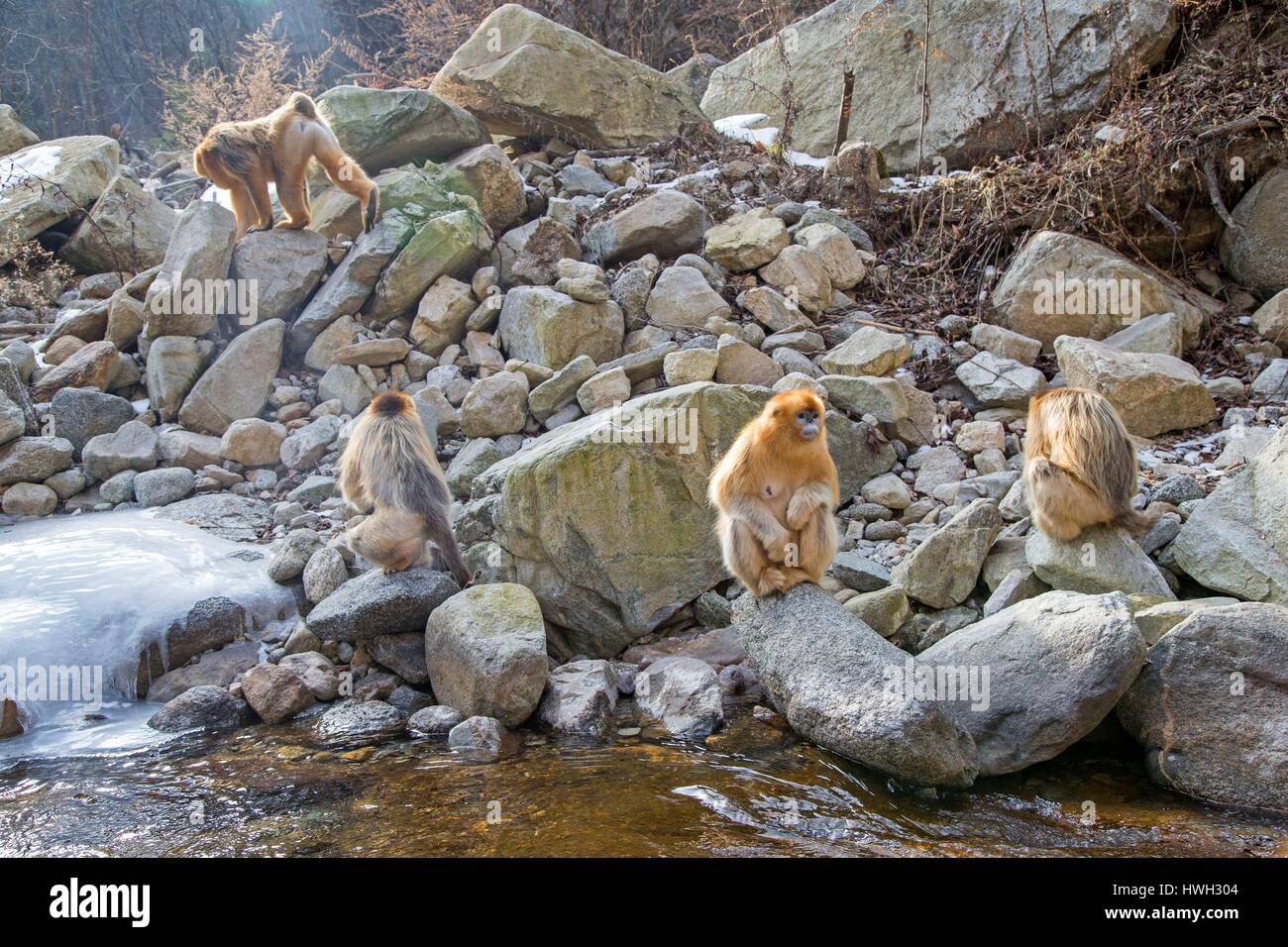 Chine, province du Shaanxi, montagnes Qinling, Golden snub-nosed Rhinopithecus roxellana (singe), près d'une rivière Banque D'Images