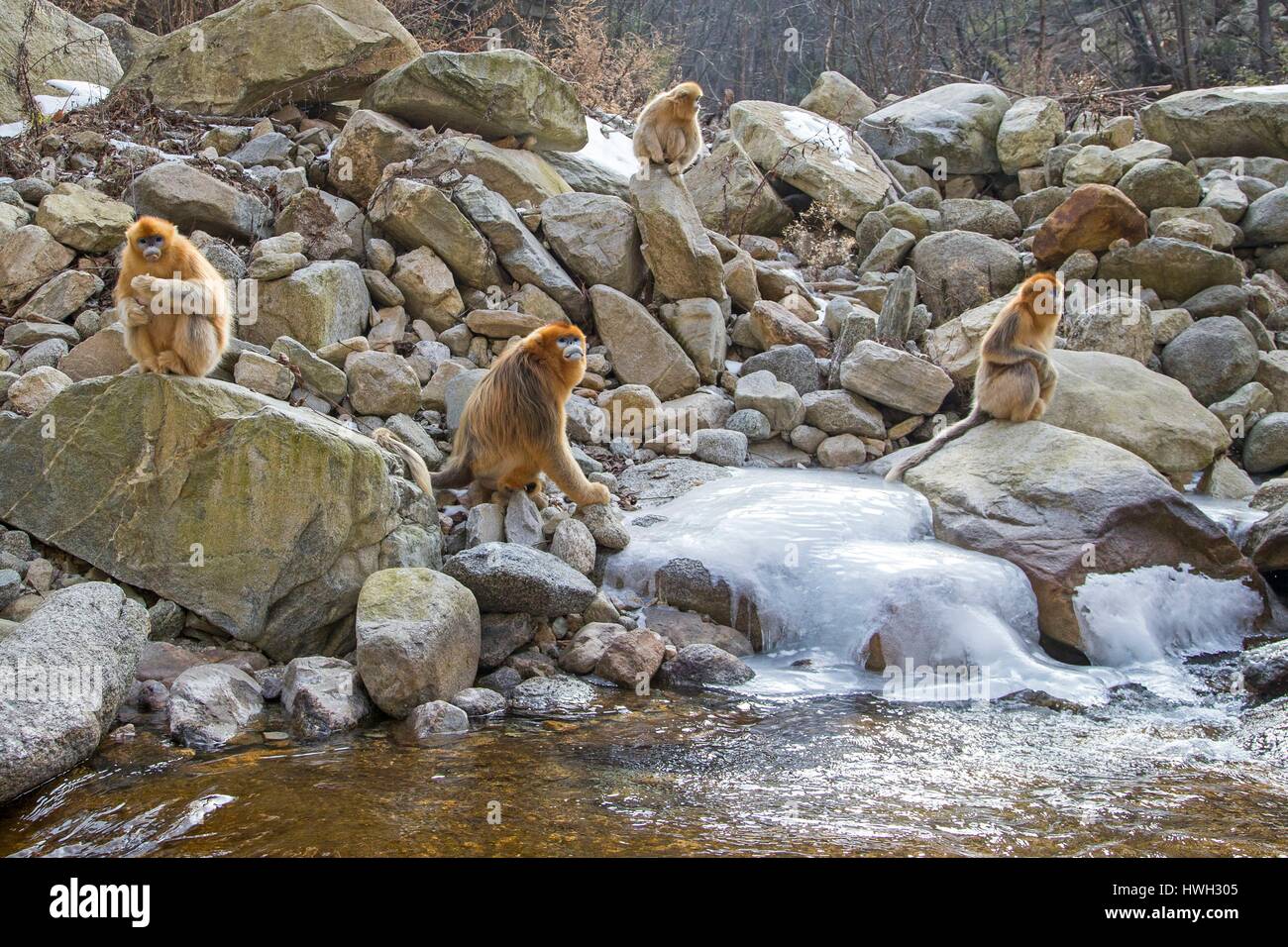 Chine, province du Shaanxi, montagnes Qinling, Golden snub-nosed Rhinopithecus roxellana (singe), près d'une rivière Banque D'Images
