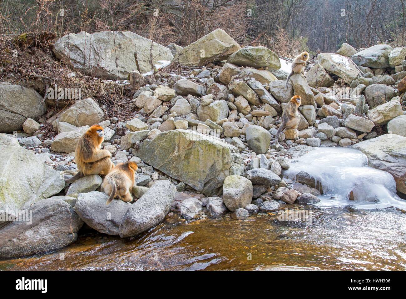 Chine, province du Shaanxi, montagnes Qinling, Golden snub-nosed Rhinopithecus roxellana (singe), près d'une rivière Banque D'Images