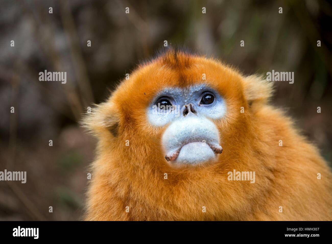 Chine, province du Shaanxi, montagnes Qinling, Golden snub-nosed (Rhinopithecus roxellana singe) Banque D'Images