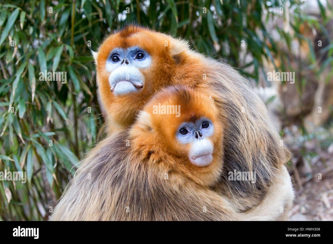 Chine, province du Shaanxi, montagnes Qinling, Golden snub-nosed (Rhinopithecus roxellana singe) Banque D'Images