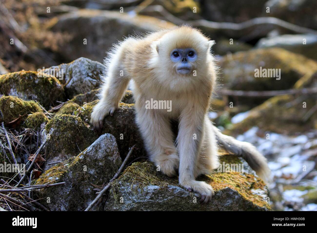 Chine, province du Shaanxi, montagnes Qinling, Golden snub-nosed (Rhinopithecus roxellana singe) Banque D'Images
