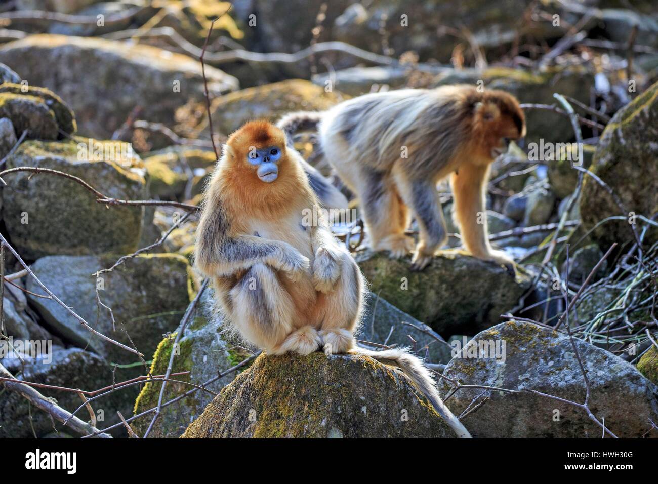 Chine, province du Shaanxi, montagnes Qinling, Golden snub-nosed (Rhinopithecus roxellana singe) Banque D'Images