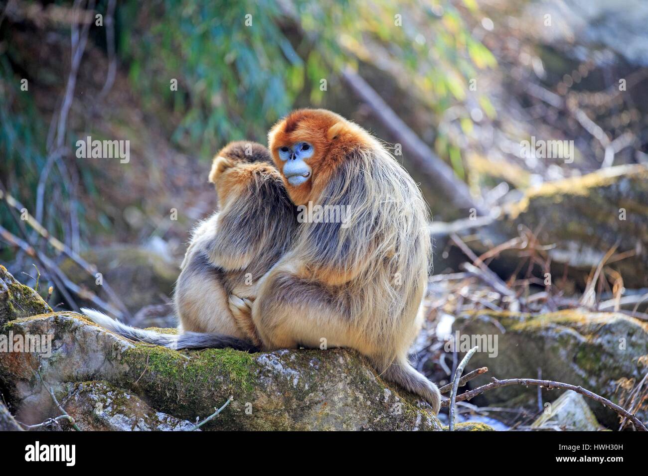 Chine, province du Shaanxi, montagnes Qinling, Golden snub-nosed (Rhinopithecus roxellana singe) Banque D'Images