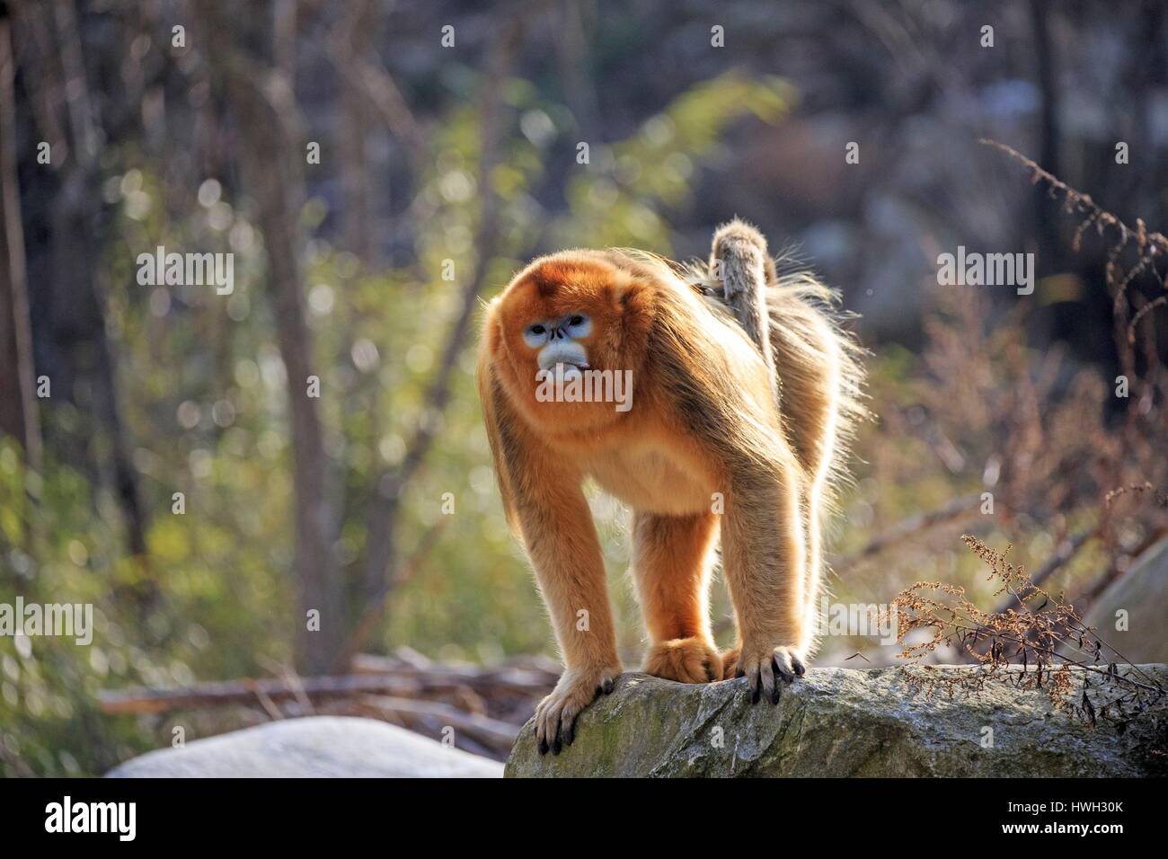 Chine, province du Shaanxi, montagnes Qinling, Golden snub-nosed (Rhinopithecus roxellana singe) Banque D'Images
