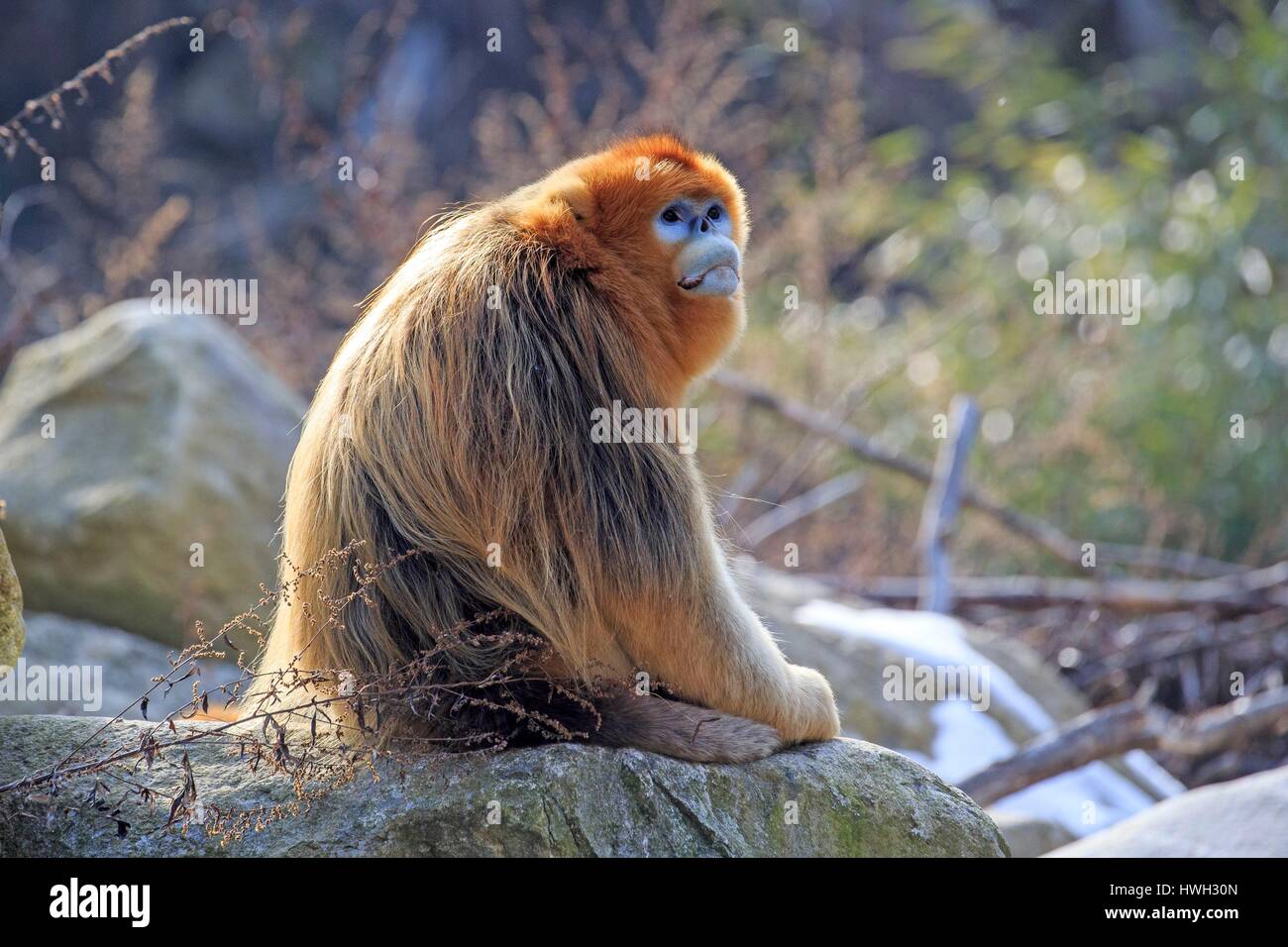 Chine, province du Shaanxi, montagnes Qinling, Golden snub-nosed (Rhinopithecus roxellana singe) Banque D'Images