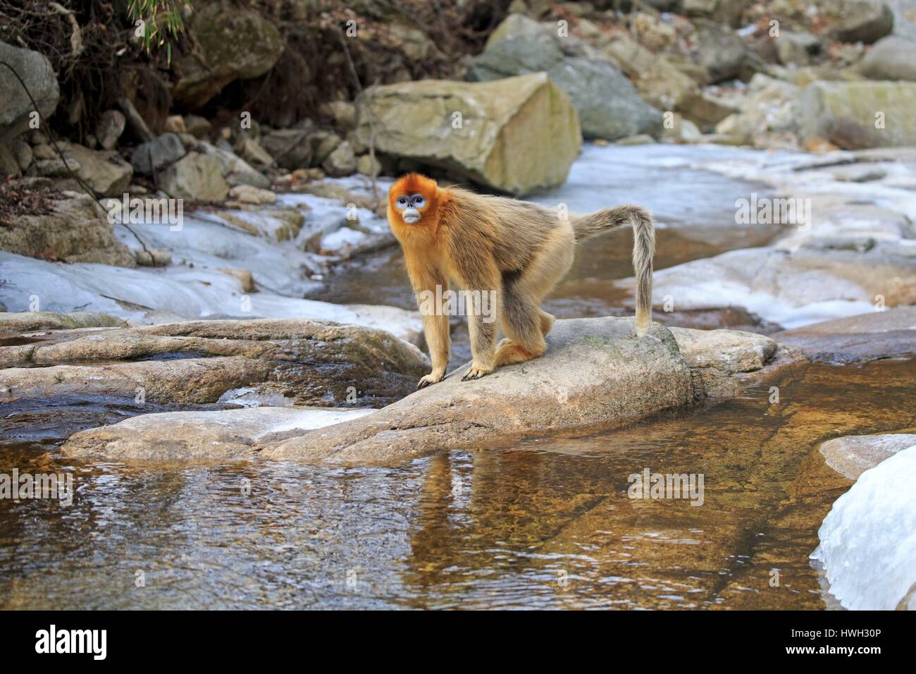 Chine, province du Shaanxi, montagnes Qinling, Golden snub-nosed (Rhinopithecus roxellana singe) Banque D'Images