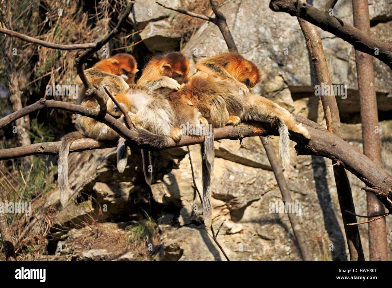 Chine, province du Shaanxi, montagnes Qinling, Golden snub-nosed (Rhinopithecus roxellana singe) Banque D'Images