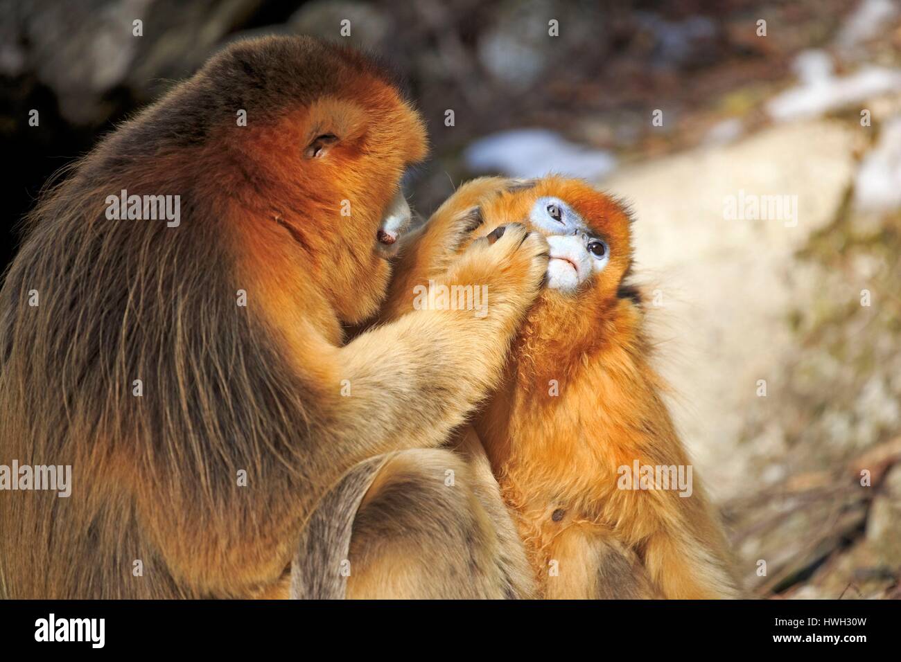 Chine, province du Shaanxi, montagnes Qinling, Golden snub-nosed (Rhinopithecus roxellana singe) Banque D'Images