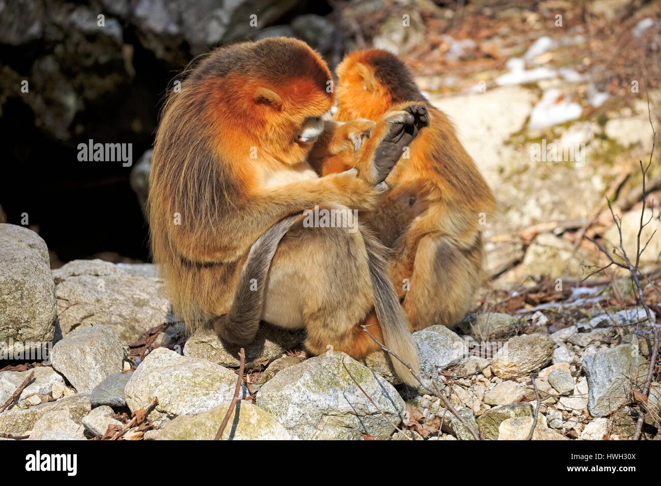 Chine, province du Shaanxi, montagnes Qinling, Golden snub-nosed (Rhinopithecus roxellana singe) Banque D'Images