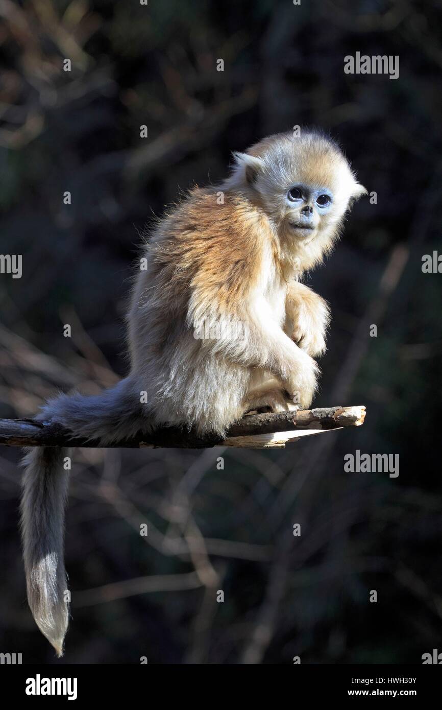 Chine, province du Shaanxi, montagnes Qinling, Golden snub-nosed (Rhinopithecus roxellana singe) Banque D'Images
