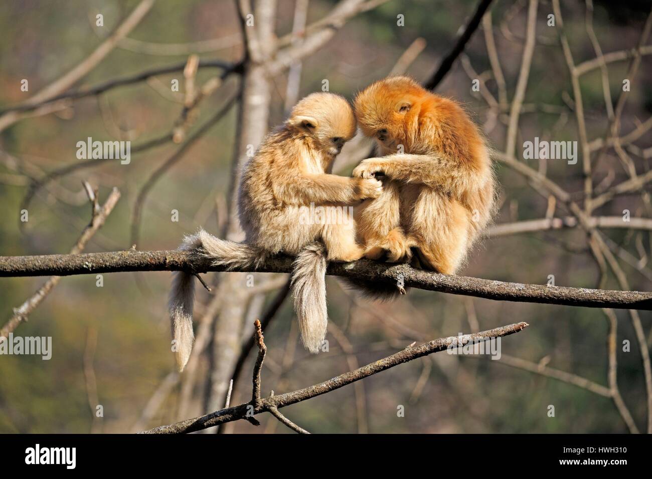 Chine, province du Shaanxi, montagnes Qinling, Golden snub-nosed (Rhinopithecus roxellana singe) Banque D'Images