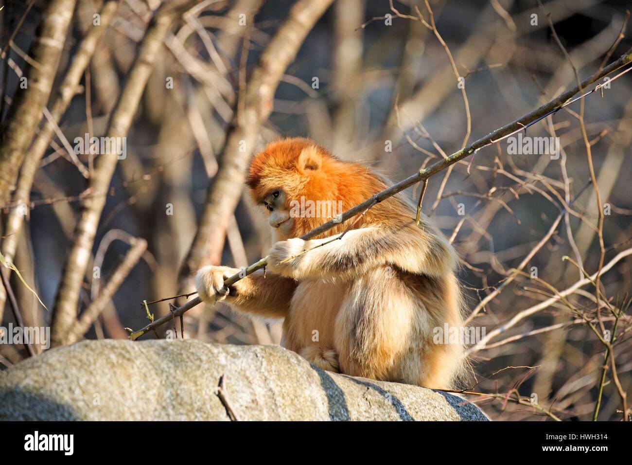 Chine, province du Shaanxi, montagnes Qinling, Golden snub-nosed Rhinopithecus roxellana (singe), de manger l'écorce Banque D'Images